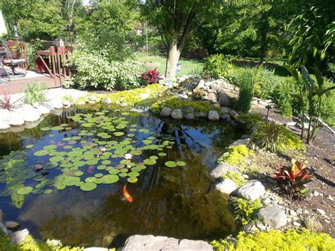 backyard pond forum|koi pond forums.